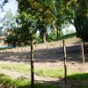 Winnice &raquo; Winnica Siedlisko